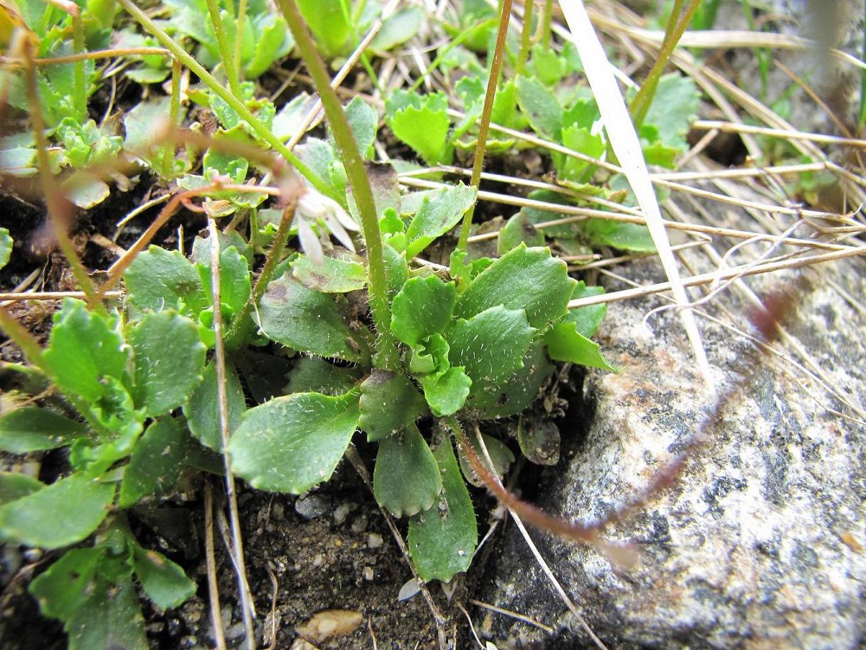 Micranthes engleri (=Saxifraga stellaris) / Sassifraga stellata